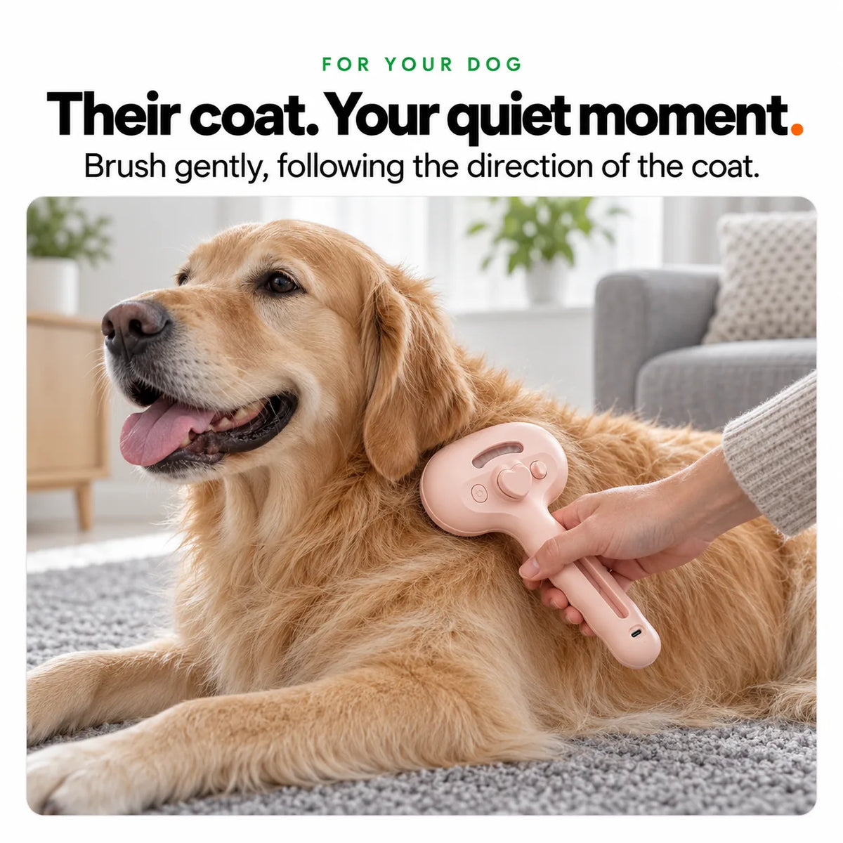 A happy golden retriever brushed gently in the direction of the coat with the pink Mist Comb