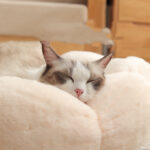 Pet Bed Mat New Pet Soft Dog Cat Blanket  Flower Shaped Doghouse - Image 3