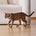 Pet Cat Toy Laser Collar - Image 5