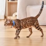 Pet Cat Toy Laser Collar - Image 3