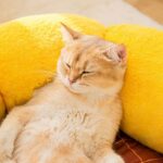 New Cat Nest Mat Pet Products - Image 2