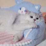 Winter Pet Bed Cat Sleeping Nest - Image 2