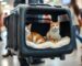 cat carrier for 2 cats